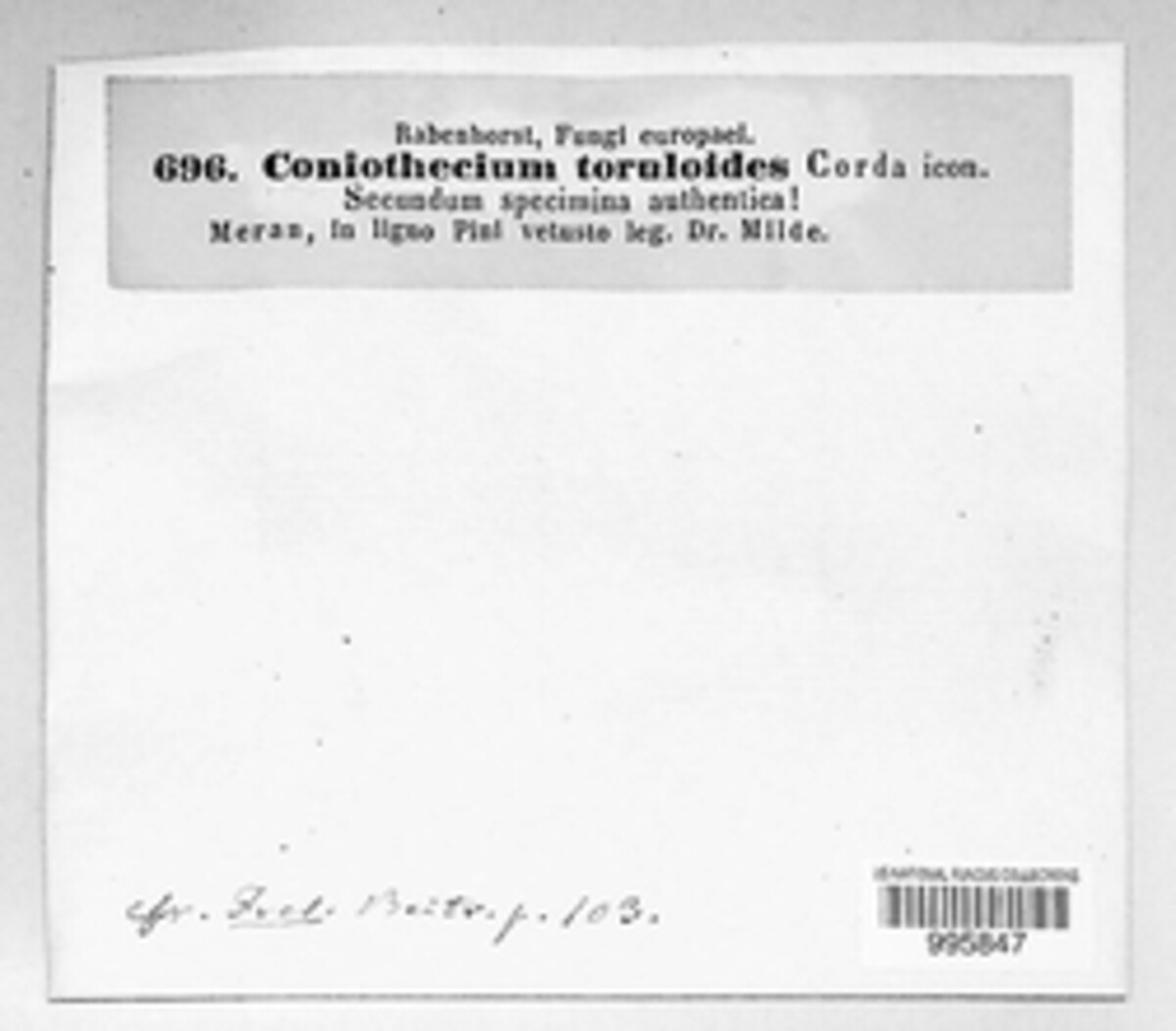 Coniothecium toruloides image